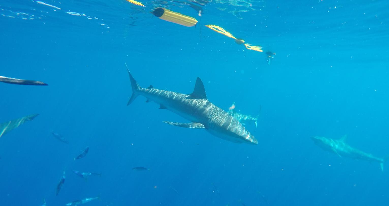 Shark encounter